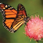 A normal view of a butterfly landing on a flower