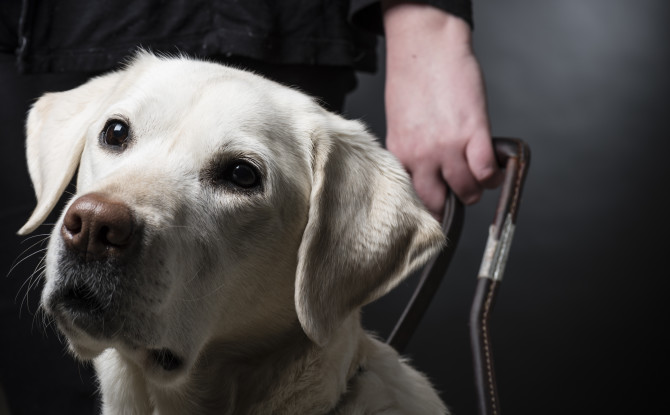 Is It Ever Appropriate to Pet a Guide Dog?