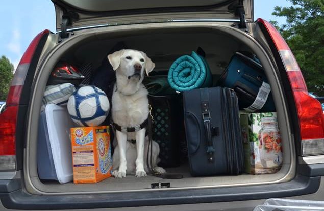 Getting Yourself and your Canine Ready for College!