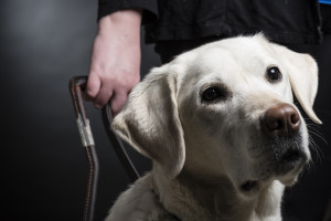 close up photo of a beautiful white lab guide dog being held by his owner
