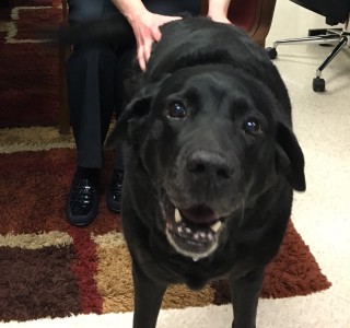 Lighthouse employee Maureen Reid and guide dog Promise.