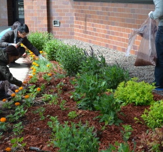 DePaul students are shown planting new gold Marigold flowers in The Lighthouse garden