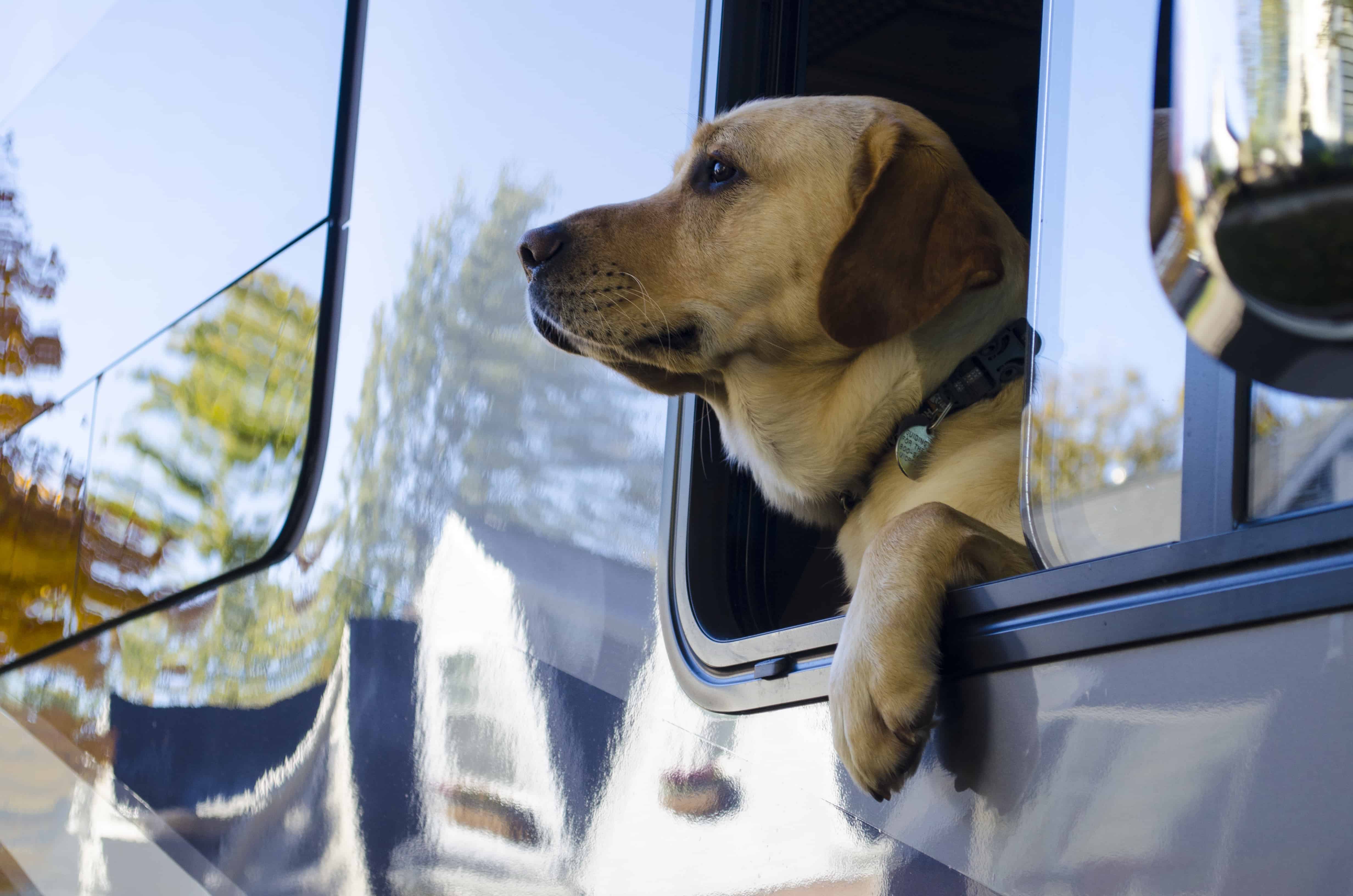 Flyer the dog sticking his head out of the window on the way to his new home