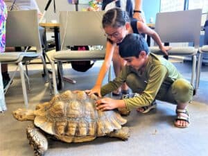 Two children interacting with a huge tortoise on the floor. A little boy is crouched behind the tortoise with both hands on tis shell while a young girl leans over his shoulder to touch the shell with one hand. They are both smiling widely, enjoying interacting with the enormous animal that is almost bigger than they are!